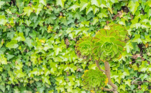 Close-up of yellow flowering plants