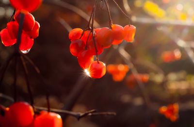 Close-up of red berries on plant