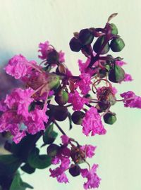 Close-up of pink flowers on plant