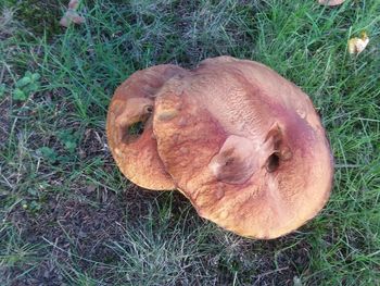 High angle view of a mushroom on field