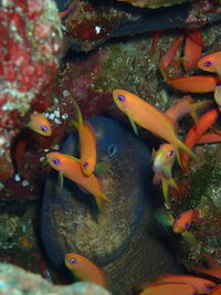 Fish swimming in aquarium