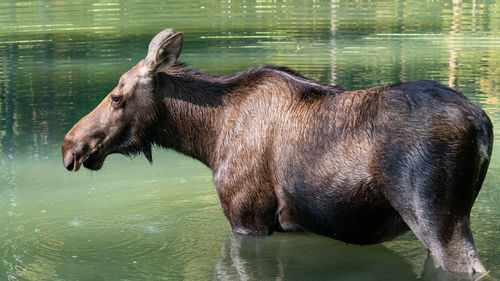 Moose, alces alces, jasper national park, alberta, canada