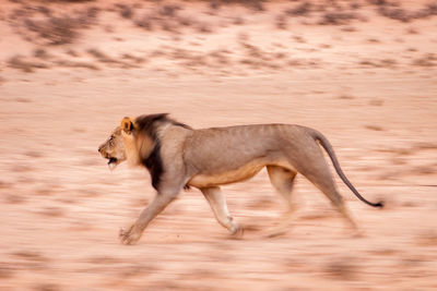 Side view of lion running