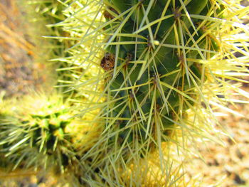 Close-up of caterpillar on plant