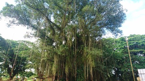 Low angle view of trees against sky