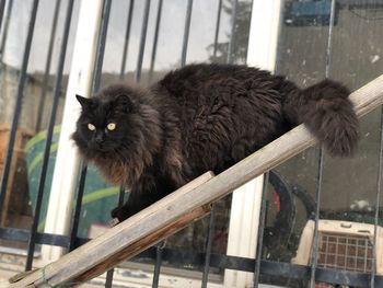 Cat on window