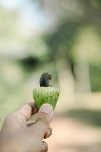 Close-up of hand holding fruit