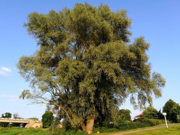 Low angle view of trees against clear sky