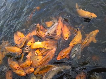 High angle view of koi carps swimming in lake