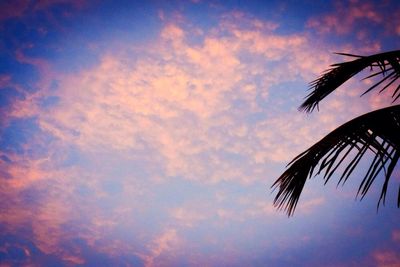 Cropped image of silhouette palm tree against sky during sunset