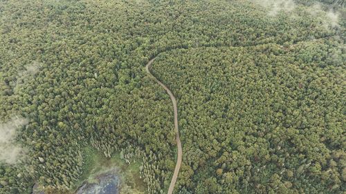 High angle view of plants growing on land