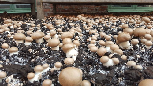 Mushroom farming