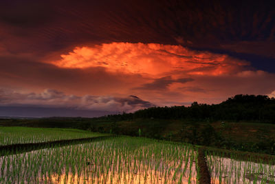 Scenic view of field against sky during sunset