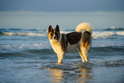 Side view of japanese akita standing in water at beach