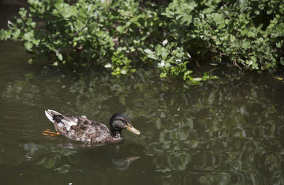 Duck swimming in a lake