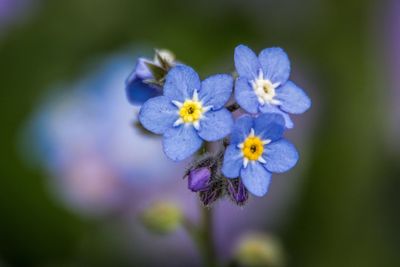 Close-up of purple flowers