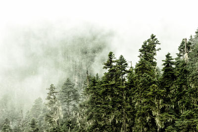 Low angle view of trees in forest against sky