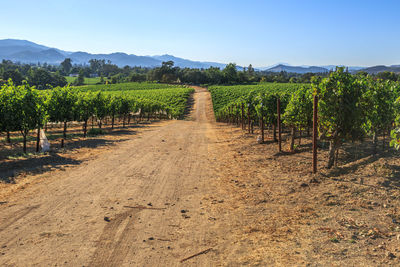 Scenic view of vineyard against clear sky