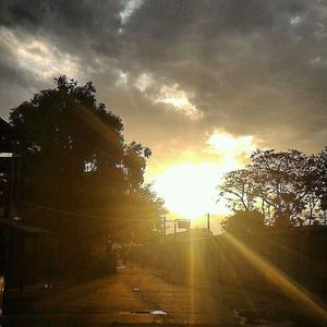 Sun shining through trees during sunset