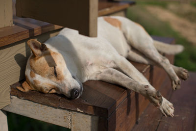 View of a dog sleeping on wood