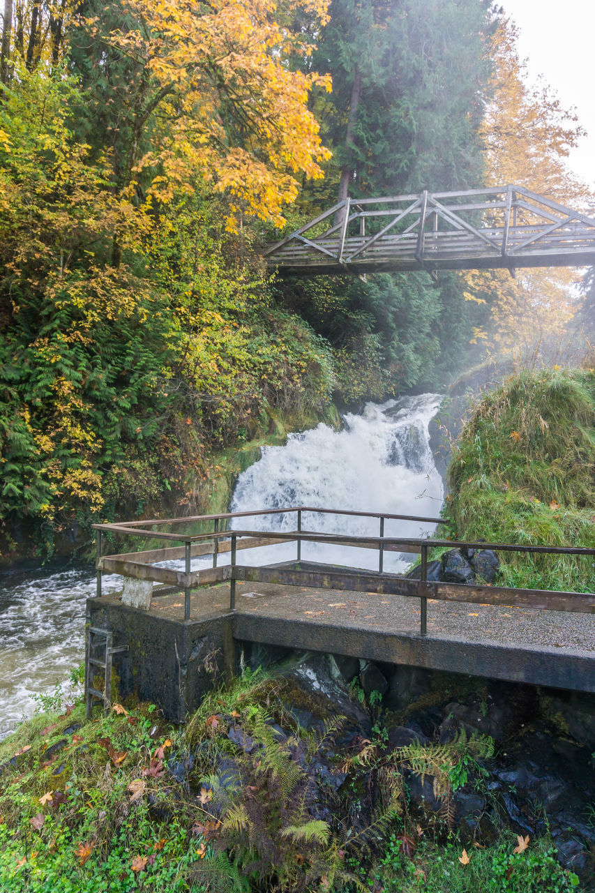 SCENIC VIEW OF BRIDGE OVER FOREST