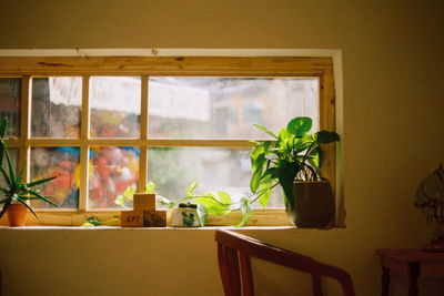 Window pane with plants sunny outside