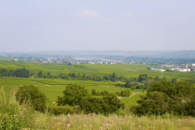 Scenic view of agricultural field against sky