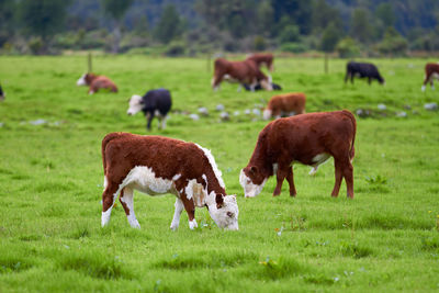 Horses grazing in a field