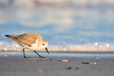 Seagulls on beach