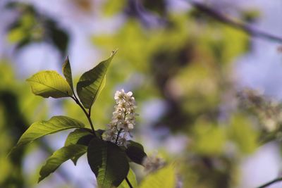 Close-up of flowering plant