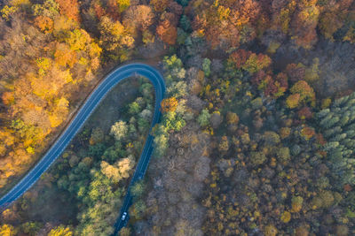 High angle view of road amidst trees in forest