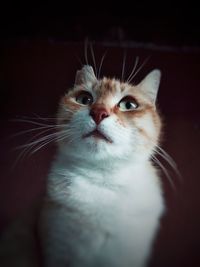 Close-up portrait of a cat