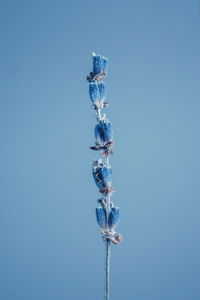 Low angle view of lavender against blue background 