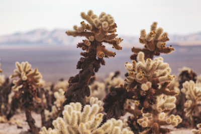 Close-up of plants at desert 