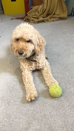 High angle portrait of dog sitting on floor