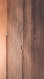 High angle view of zebra crossing on field