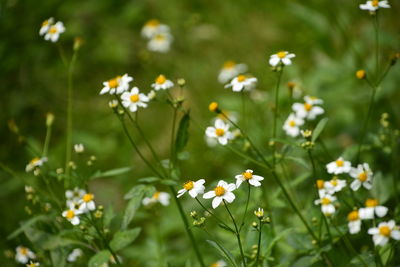 Close-up of flowering plants on field