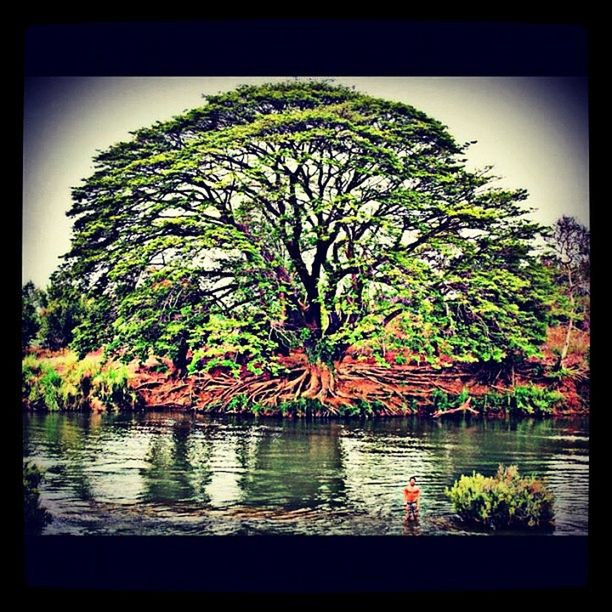 transfer print, auto post production filter, tree, water, growth, beauty in nature, nature, tranquility, lake, tranquil scene, clear sky, reflection, scenics, plant, waterfront, river, outdoors, sky, green color, branch