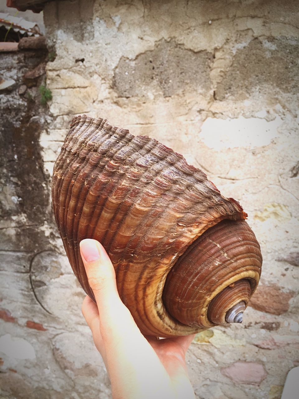 person, personal perspective, part of, lifestyles, holding, leisure activity, close-up, cropped, unrecognizable person, textured, animal shell, human finger, day, seashell, outdoors, men, high angle view