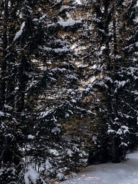 Trees on snow covered field
