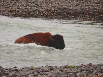 View of a dog on beach