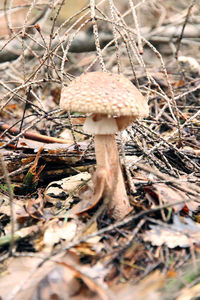 Close-up of fungus growing on field