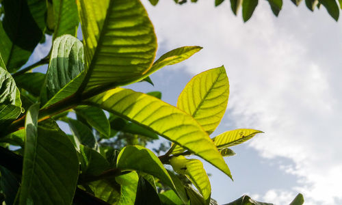 Low angle view of leaves