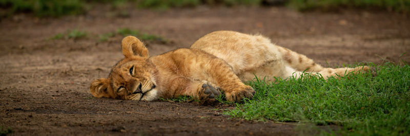 Panorama of sleepy lion cub lying down