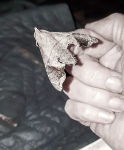 Close-up of hand holding lizard in autumn