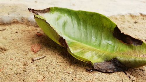 Close-up of leaf