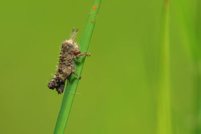 Close-up of insect on plant