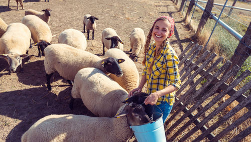 High angle view of woman with sheep in farm