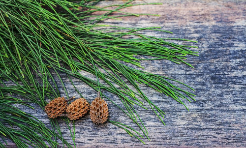 High angle view of pine cone on tree