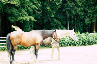 Side view of a horse on the ground